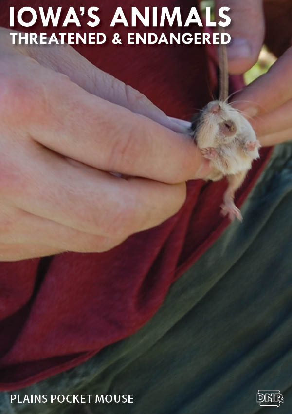 The plains pocket mouse is one of Iowa's threatened and endangered species | Iowa DNR